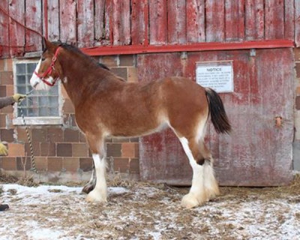 Pferd Lakebottom Lilly (Clydesdale, 2012, von Paula's Sensational Chance)