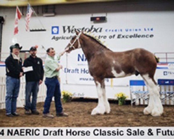 horse Lakebottom Knox (Clydesdale, 2011, from Donegal Deluxe Rocket)