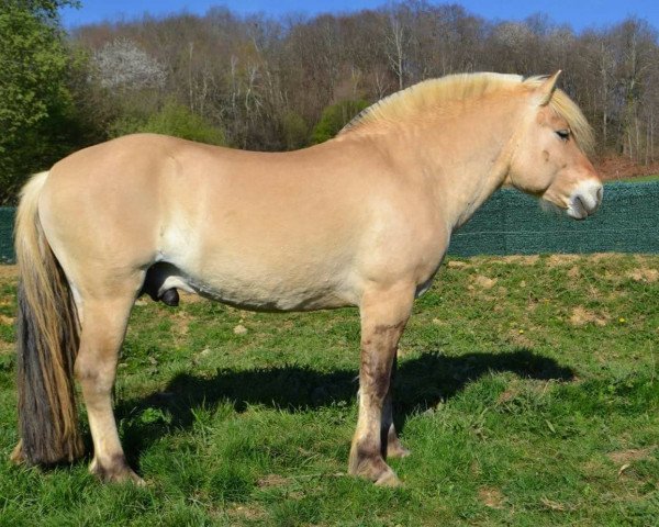 stallion Kamil (Fjord Horse, 2009, from Haukaren N.2697)