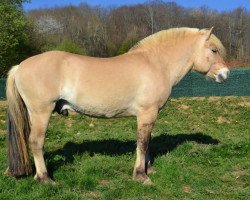 stallion Kamil (Fjord Horse, 2009, from Haukaren N.2697)