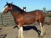 broodmare Lakebottom Hannah (Clydesdale, 2007, from Paula's Sensational Chance)