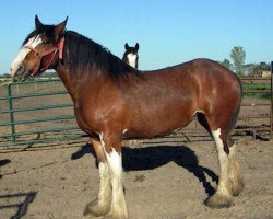 broodmare Lakebottom Hannah (Clydesdale, 2007, from Paula's Sensational Chance)