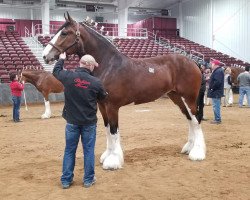 Pferd Lakebottom Karen (Clydesdale, 2015, von Donegal Deluxe Rocket)