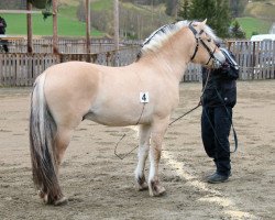 stallion Remes Léo (Fjord Horse, 2014, from Ninjar D.773)