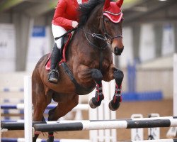 horse Domino (Hanoverian, 2008, from Fétiche du Pas)