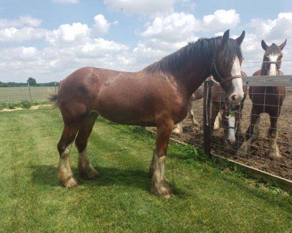 Pferd Lakebottom Honey (Clydesdale, 2016, von Donegal Deluxe Rocket)