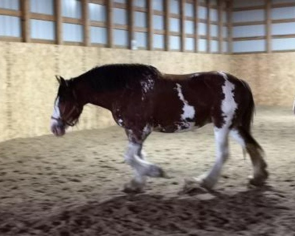 Zuchtstute Lakebottom Missy (Clydesdale, 2007, von Willow Way Beau)