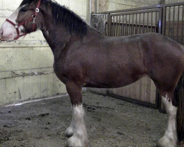 horse Lakebottom Image (Clydesdale, 2012, from Donegal Deluxe Rocket)