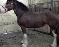 Pferd Lakebottom Image (Clydesdale, 2012, von Donegal Deluxe Rocket)