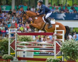 jumper Hello Guv'nor (Belgian Warmblood, 2005, from Diamant de Semilly)