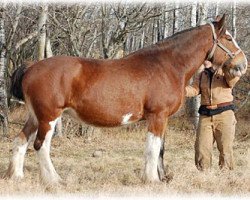 broodmare Lakebottom Bonnie (Clydesdale, 2004, from Brunt-Hill Dapper)