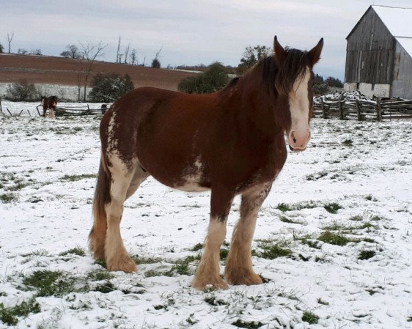 broodmare Lakebottom Bonnita (Clydesdale, 2008, from Willow Way Beau)