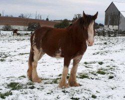 Zuchtstute Lakebottom Bonnita (Clydesdale, 2008, von Willow Way Beau)