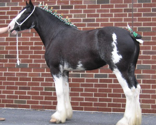 Zuchtstute Lady Spirit of Little Giants (Clydesdale, 2002, von Armageddon's Lord Caleb)