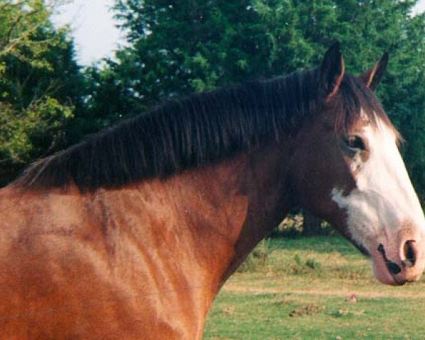 Zuchtstute Lady Pioneer's Summer Storm (Clydesdale, 1990, von ETF Gunsmoke's Pioneer)