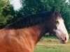 broodmare Lady Pioneer's Summer Storm (Clydesdale, 1990, from ETF Gunsmoke's Pioneer)