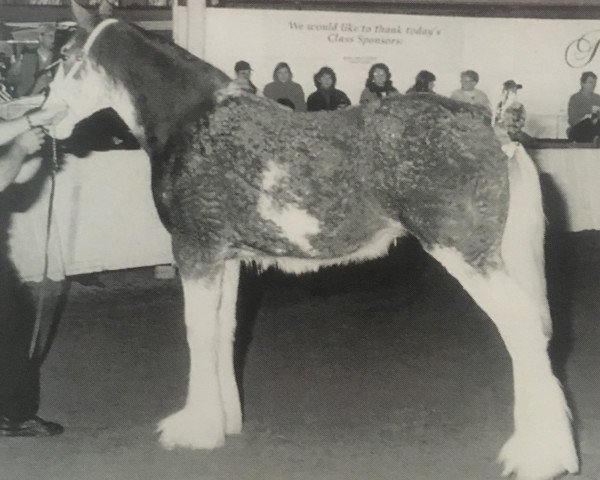 Zuchtstute Thistle Ridge Eaton Libby (Clydesdale, 1996, von Hillmoor Fusilier)