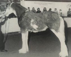 Zuchtstute Thistle Ridge Eaton Libby (Clydesdale, 1996, von Hillmoor Fusilier)