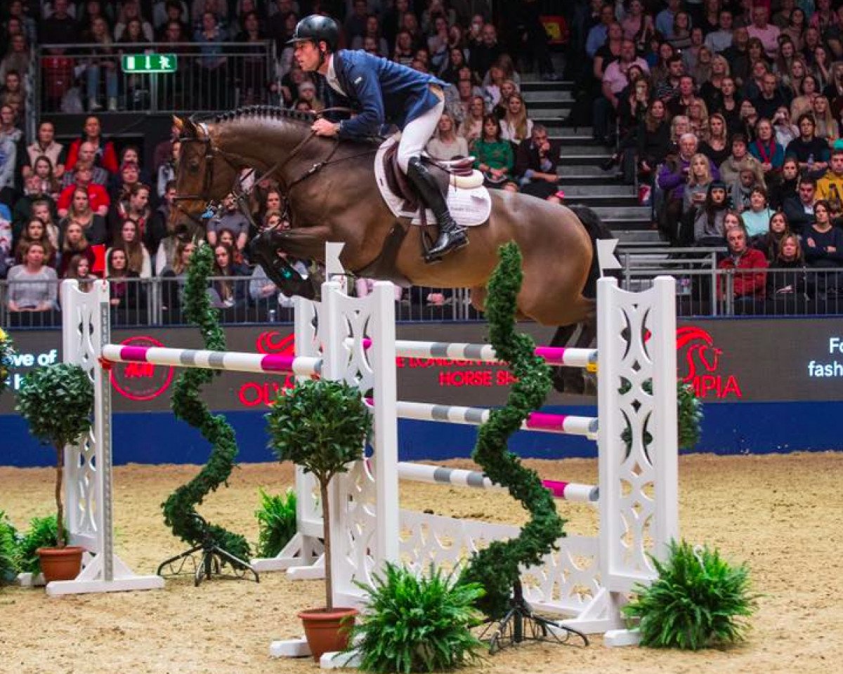Springpferd Hello M'Lord (Dänisches Warmblut, 2007, von Krake Ask)