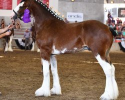 horse Lady Marina's Major Achievement (Clydesdale, 2015, from Freedom Majestic Liverpool)