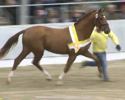 stallion Scotch (Hanoverian, 2013, from Stakkato)