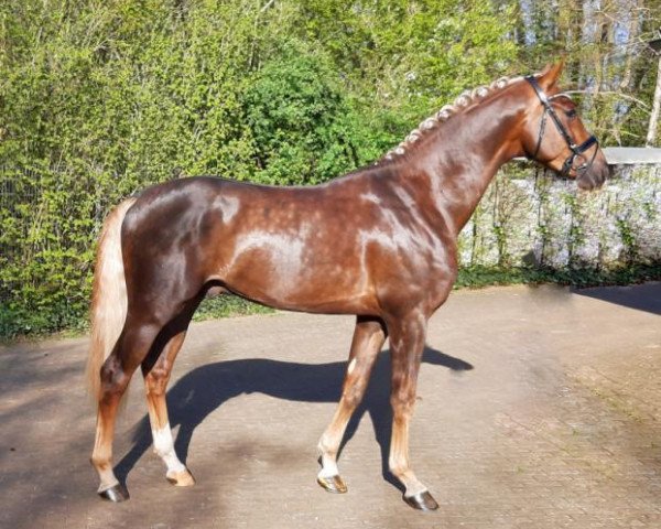 dressage horse Don Henley (German Sport Horse, 2017, from Duvalier 21)