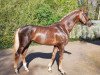 dressage horse Don Henley (German Sport Horse, 2017, from Duvalier 21)