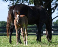 horse Hengst von Ghostzapper xx (Thoroughbred, 2018, from Ghostzapper xx)