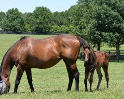 horse Cazadero xx (Thoroughbred, 2018, from Street Sense xx)