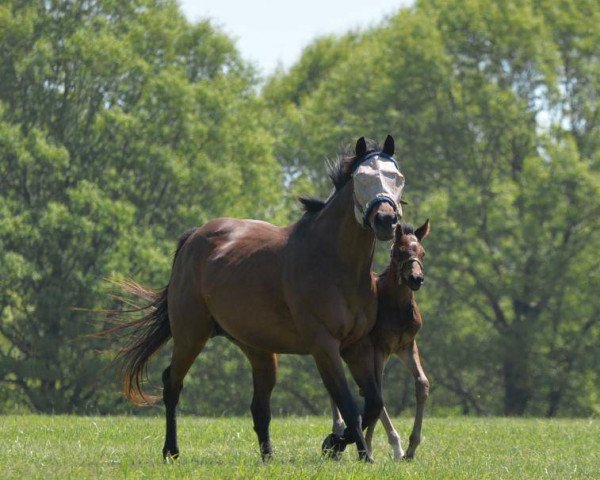 Pferd Stute von Pioneerof the Nile xx (Englisches Vollblut, 2018, von Pioneerof The Nile xx)