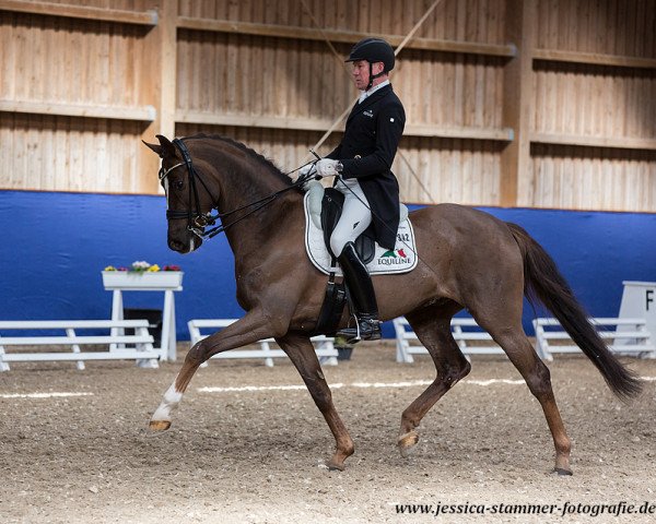 stallion Sir Picardi (Oldenburg, 2009, from Sir Donnerhall I)