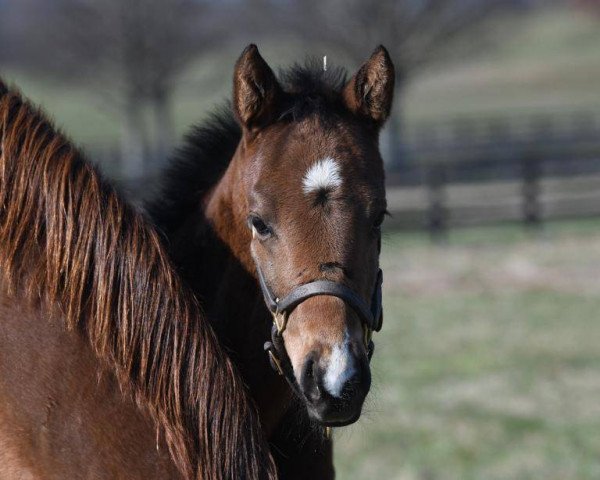 Pferd Stute von Malibu Moon xx (Englisches Vollblut, 2018, von Malibu Moon xx)