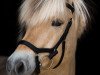 jumper Cavalino (Fjord Horse, 2009, from Østerskov's Cavan)