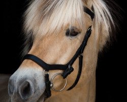 jumper Cavalino (Fjord Horse, 2009, from Østerskov's Cavan)