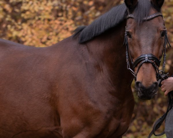 dressage horse Oneal de Virton (Selle Français, 2002, from Concorde)