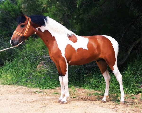 Pferd Charro Finca Barroco (Barockpinto, 2019)