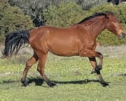 horse Anova de Finca Barroco (Pura Raza Espanola (PRE),  )