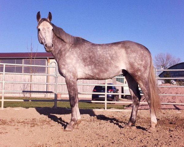 jumper Scary Jumper (German Warmblood, 2013, from Santiano 3)