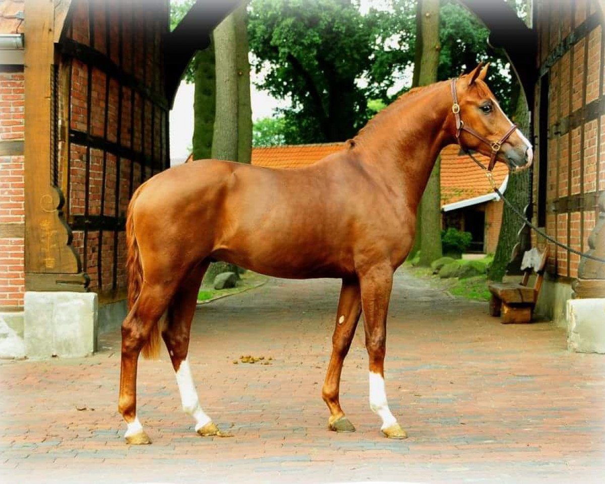 stallion Faberge 2 (Hanoverian, 2010, from Fabregas)
