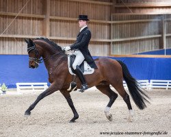 stallion Royal Doruto OLD (Oldenburg, 2004, from Royal Hit)