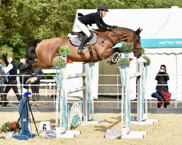 Springpferd Prosperous K (Irish Sport Horse, 2012, von Guidam)