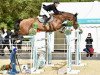 Springpferd Prosperous K (Irish Sport Horse, 2012, von Guidam)