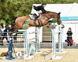 jumper Prosperous K (Irish Sport Horse, 2012, from Guidam)