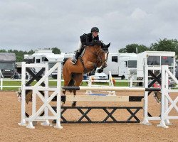 jumper Intense Royal Z (Zangersheide riding horse, 2014, from Inshallah de Muze)