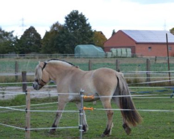 horse Gister (Fjord Horse, 2010, from Zortin)