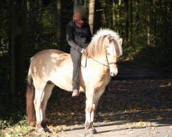 broodmare Apart (Fjord Horse, 2004, from Ohlsen Junior)