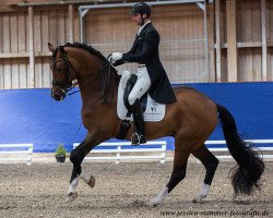 stallion Florenciano 6 (KWPN (Royal Dutch Sporthorse), 2004, from Florencio I)