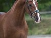 dressage horse Blue Bayou 8 (Westphalian, 2009, from Biasini)