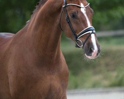 dressage horse Blue Bayou 8 (Westphalian, 2009, from Biasini)