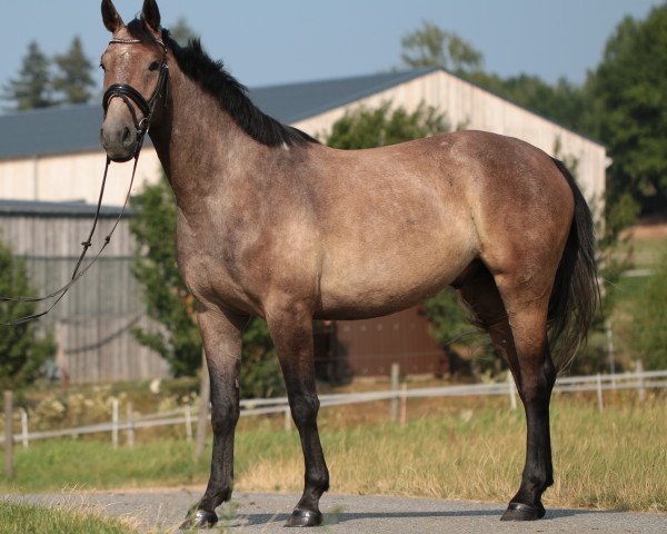 jumper Lord Lillebror (German Sport Horse, 2015, from Landjonker (Fruhling))